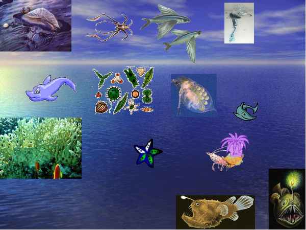 
    Урок-игра "Звездный час" по природоведению на тему "Жизнь на Земле" (5-й класс)

      