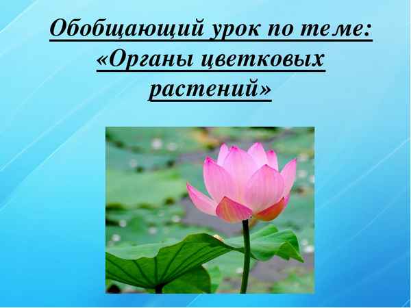 
    Обобщающий урок "Органы цветковых растений" (6-й класс)

      