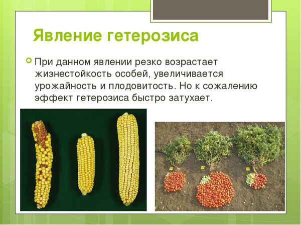 Гетерозис – суть явления. Гетерозис у животных и растений