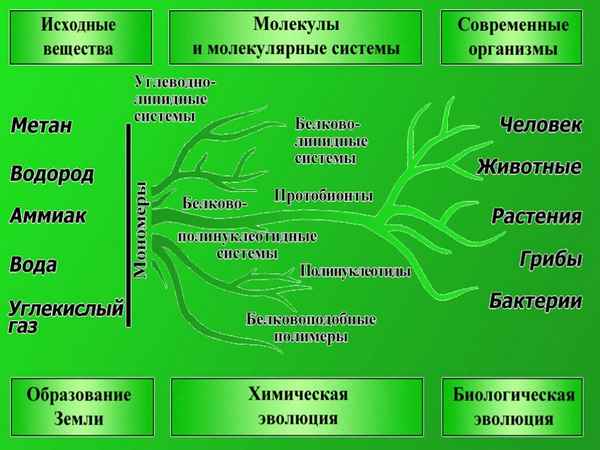 
    Конспект урока "Начальные этапы развития жизни на Земле" (10-й класс)

      