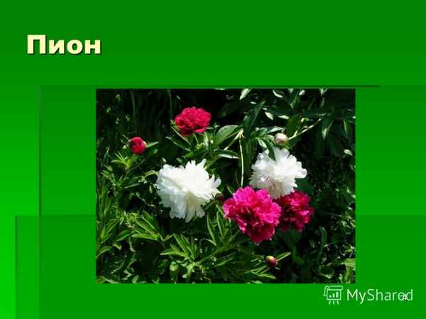 
    "Пион: декоративные качества, биологические особенности, общее представление о строении". Интегрированный урок в 6-м классе (цветоводство + биология + литература)

      