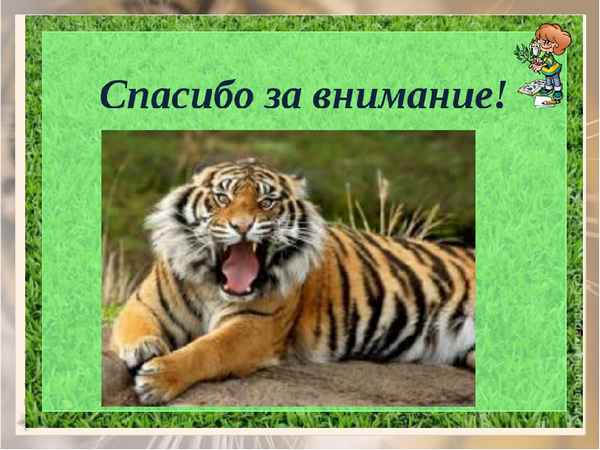 
    Внеклассное мероприятие на тему "Амурский тигр"

      