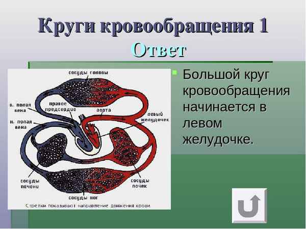 
    Ролевая игра в 8-м классе на повторительно-обобщающем уроке "Кровь и кровообращение"

      