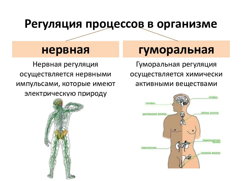 
    Методическая разработка темы "Гумopaльная регуляция" по программе Н.И. Сонина, В.Б. Захарова (8-й класс)

      