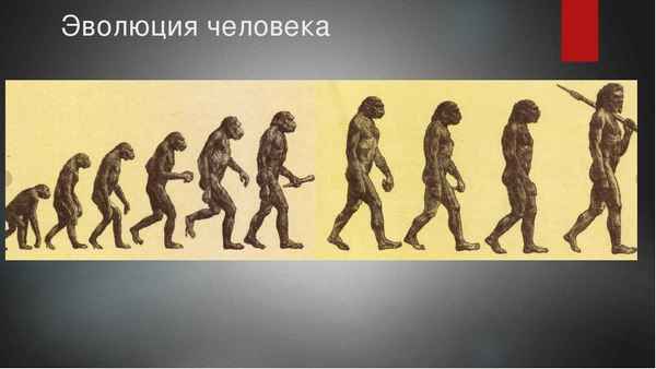 
    Методическая разработка урока-конференции "Эволюция человека"

      