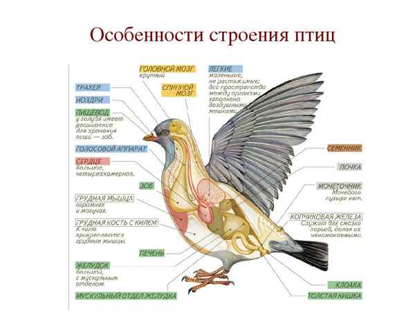 
    Обобщающий урок по теме "Класс Птицы" (особенности строения)

      
