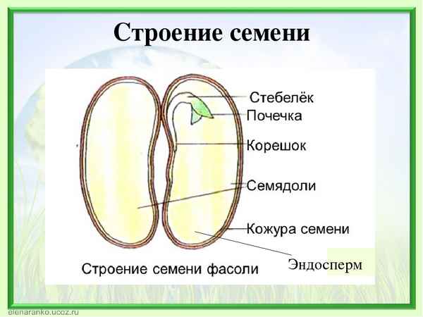 
    Урок биологии по теме "Строение семян"

      