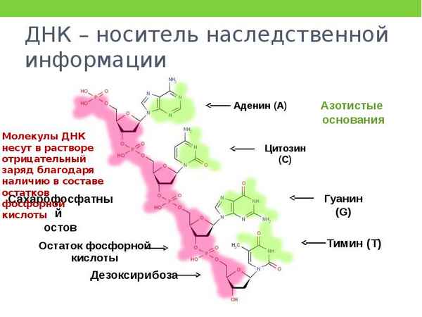 
    ДНК – носитель наследственной информации. Генетический код

      