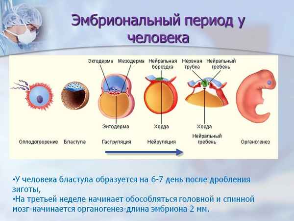 
    Открытый урок биологии по теме "Эмбриональное развитие организмов"

      