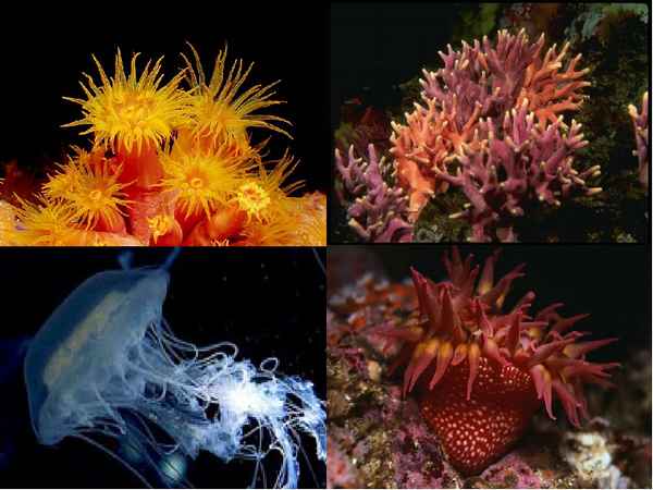 
    "Тип Кишечнополостные. Многообразие и значение морских кишечнополостных животных"

      