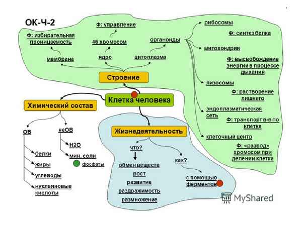
    "Опopный конспект к темам биологии "Клетка. Жизнедеятельность клетки" и к разделу "Побег"

      