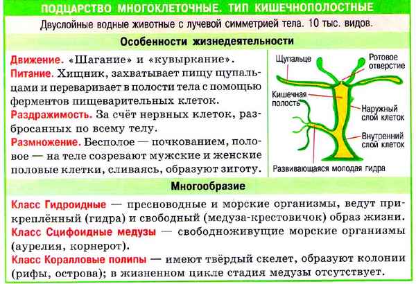 
    Открытый урок по биологии в 7-м классе по теме "Тип Кишечнополостные. Общая хаpaктеристика. Пресноводная гидра"

      