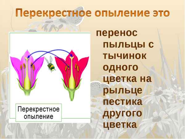 
    Информационные технологии на уроке биологии по теме «Цветение и опыление растений»

      