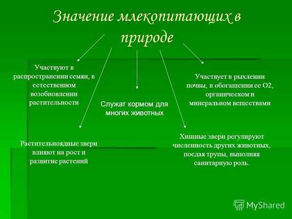
    Урок по зоологии: "Роль млекопитающих в природе и жизни человека, их охрана". 7-й класс

      