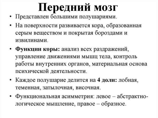 
    Функции переднего мозга

      