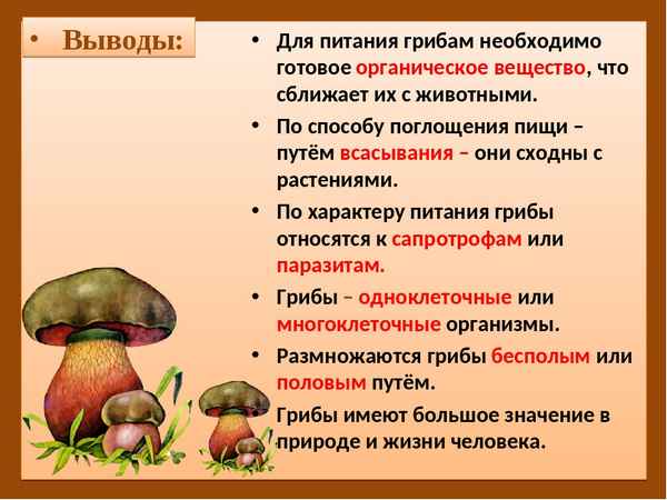 
    Урок биологии в 6-м классе по теме "Грибы. Общая хаpaктеристика. Питание и размножение. Съедобные и ядовитые грибы"

      