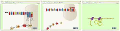 
    Урок биологии в 9-м классе по теме "Биосинтез белка" в условиях мобильного компьютерного класса

      