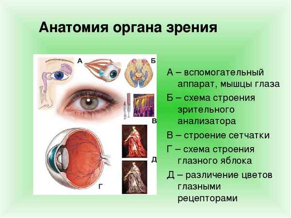 
    "Погоня за пятерками". Обобщающий урок по теме "Зрительный анализатор. Гигиена зрения"

      