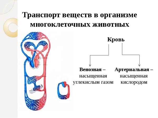 
    Передвижение веществ в организме животных

      