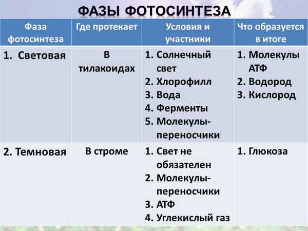 
    Презентация урока "Пластический обмен. Фотосинтез"

      