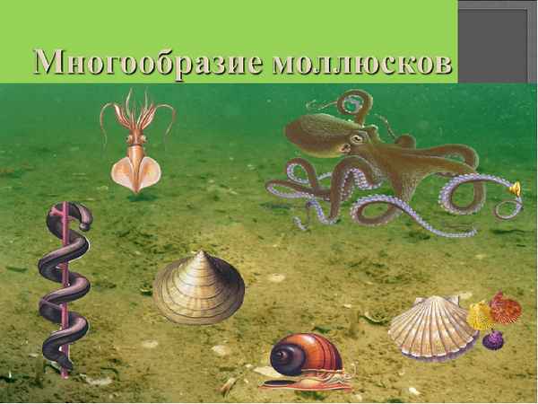 
    Многообразие моллюсков (урок в рамках технологии "Критическое мышление, 7-й класс)

      