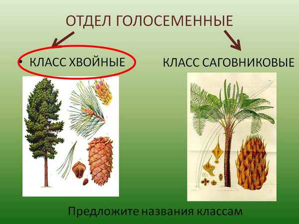 
    Отдел голосеменные (хвойные растения)

      