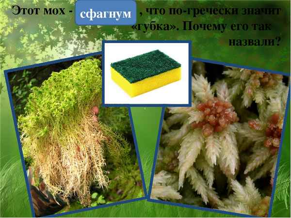 
    Бинарный интегрированный урок биология + география по теме "Мох - сфагнум" (урок-путешествие)

      