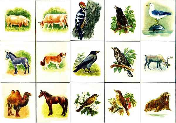 
    Зоологическая игра "Птицы"

      