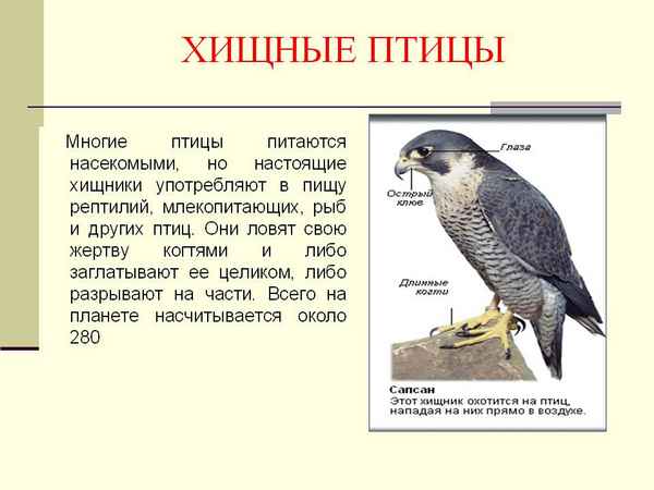 
    Урок по теме "Хищные птицы". 7-й класс

      