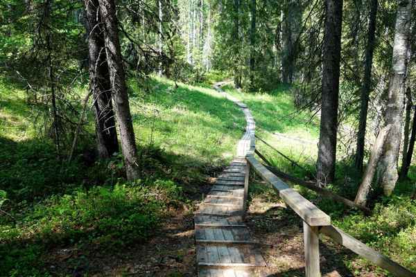 
    Экологическая тропа

      