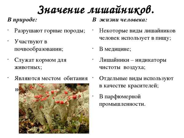 
    Информационные технологии на уроке биологии "Роль бактерий, грибов и лишайников в природе и жизни человека" (7-й класс)

      