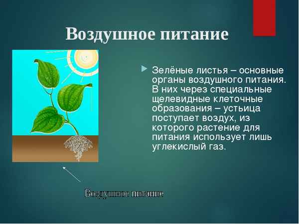 
    Открытый урок "Воздушное питание"

      