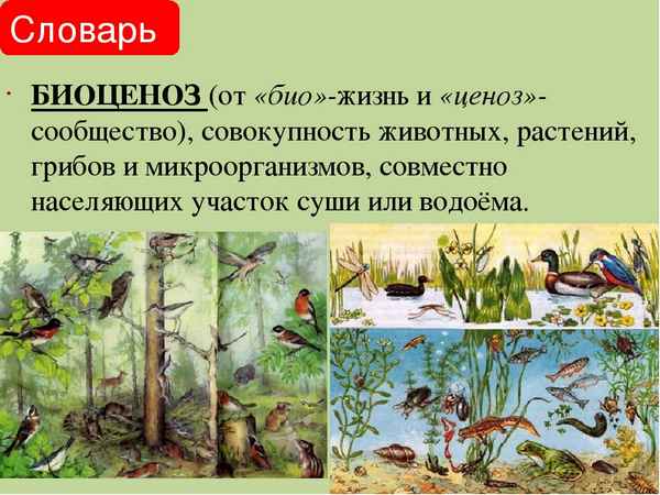 
    Компьютерная программа по курсу биологии на тему "Природные сообщества" (6-й класс)

      