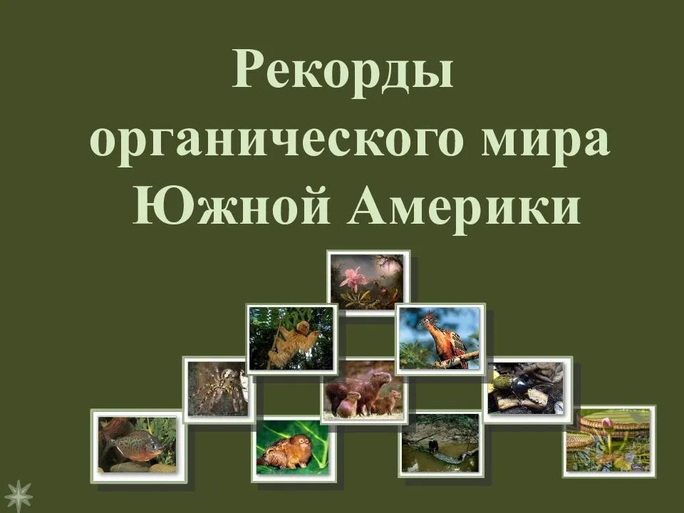 
    Рекорды органического мира Южной Америки

      