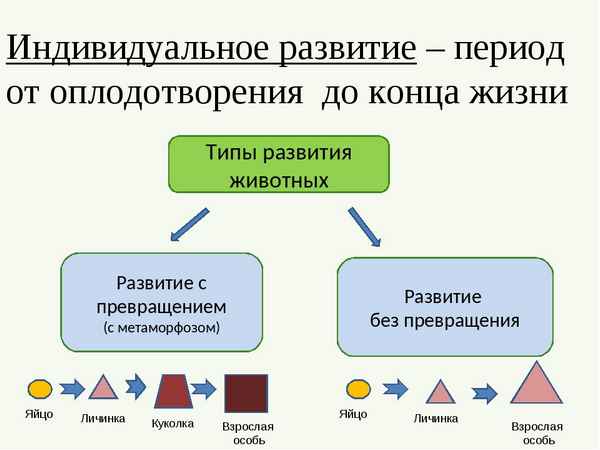 
    Методические рекомендации к уроку биологии в 7-м классе по теме "Индивидуальное разитие животных"

      