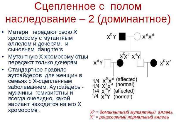 
    Генетика пола. Сцепленное с полом наследие

      