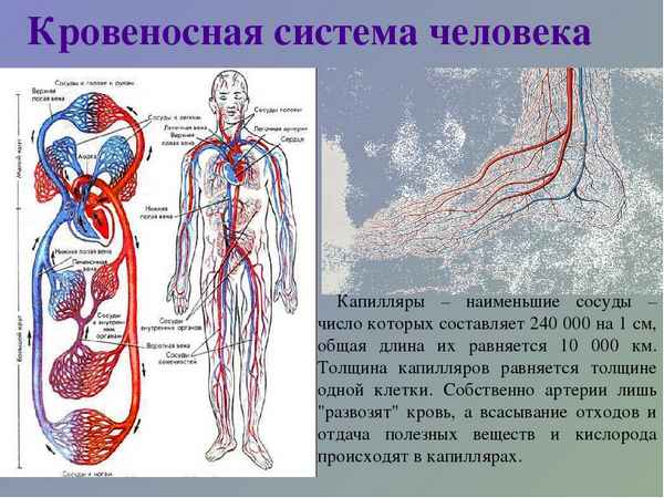 
    Урок виртуальная экскурсия "Враги кровеносной системы"

      