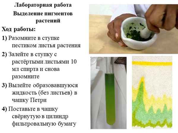 
    Лабораторная работа "Растительные пигменты, получение, свойства"

      