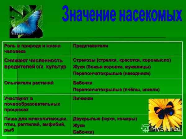 
    Многообразие насекомых, их роль в природе и жизни человека". 8-й класс

      