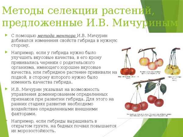 Методы работы И.В.Мичурина. Описание методов селекции