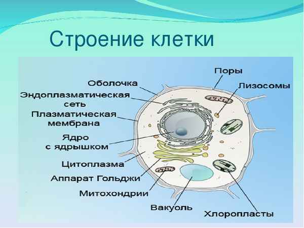 
    Строение клетки

      