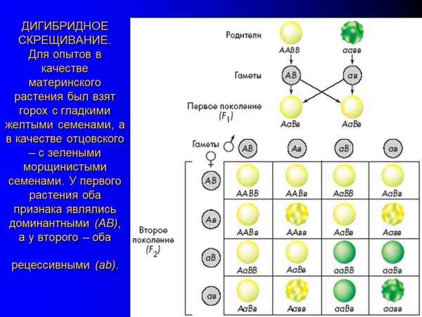 
    Дигибридное скрещивание. Третий закон Г.Менделя

      