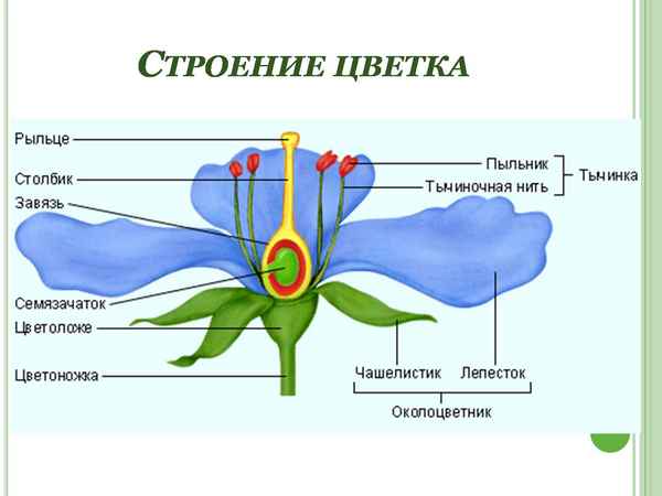 
    Брейн-ринг по теме "Органы цветкового растения". 6-й класс

      