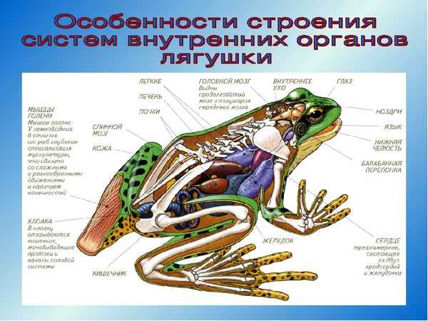 
    Строение и деятельность внутренних органов земноводных. 7-й класс

      