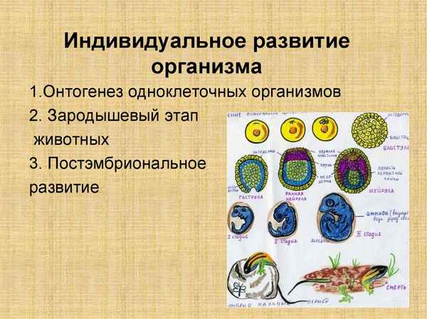 
    Урок "Дневник народившегося ребенка" по теме "Индивидуальное развитие организма". 10-й класс

      