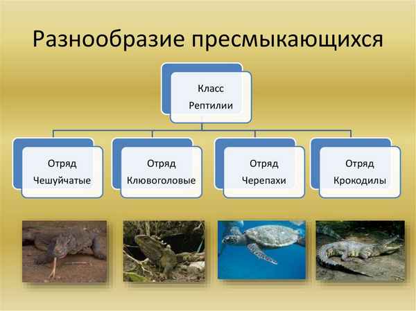 
    Многообразие пресмыкающихся

      