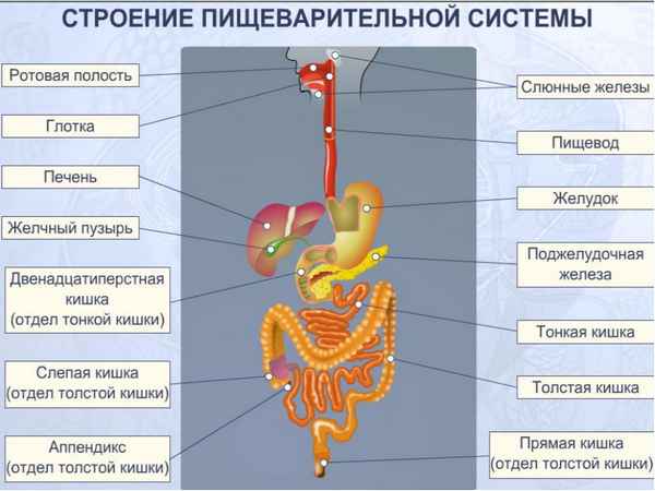 
    Внеклассные материалы по биологии по теме "Строение и функции пищеварительной системы"

      
