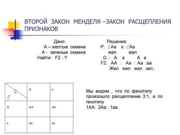 
    Пpaктическая работа по биологии на тему "Решение генетических задач на законы Г.Менделя"

      