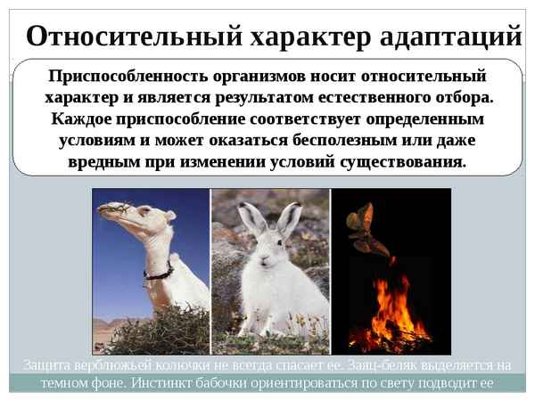 
    Урок в 11-м классе по теме "Приспособляемость организмов и ее относительность"

      