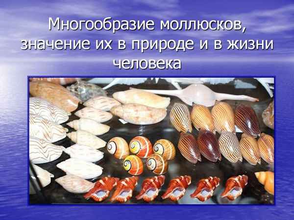 
    Многообразие моллюсков, их значение в природе

      